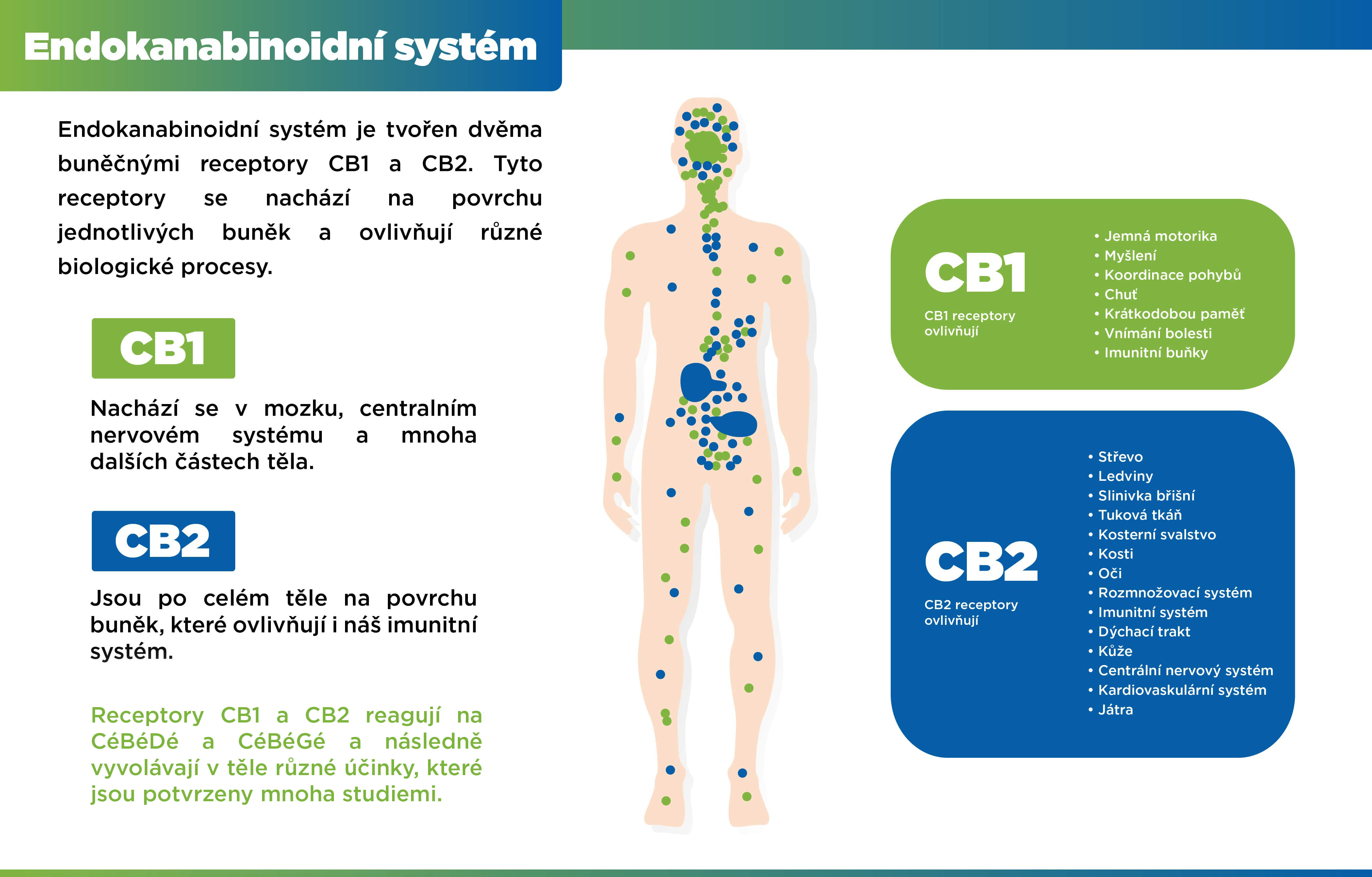 infografika endokanabinoidni system